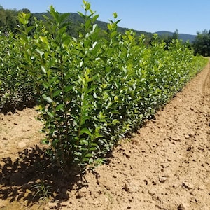 May include: A row of green shrubs planted in a field of brown dirt. The shrubs are growing in a straight line and are all about the same height. The sky is blue and there are hills in the background.