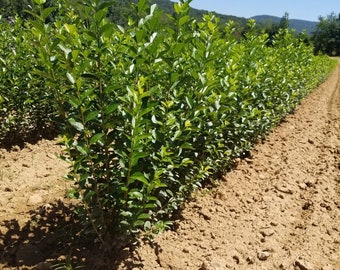 Hills Privet -5 bareroot per bandle 2-3'Height