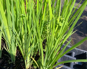 Blue Flag Iris - Ground Cover/(Iris Versicolor) 2.5 in Pot