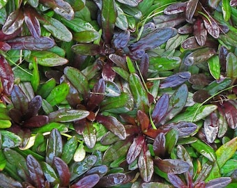 Chocolate Chip Ajuga 4' in pot