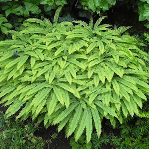 Northern Maidenhair (Fern Adiantum pedatum) | Bare-root