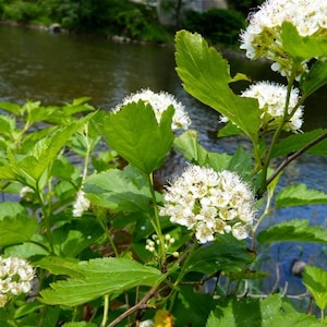 2 Common Ninebark ( Physocrpus Opulifoliuos)  Bare-root