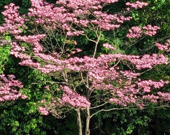 Rubra Pink Dogwood  Tree 2 Bare-root