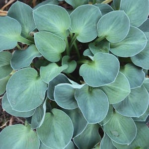May include: A close-up of a hosta plant with large, rounded, blue-green leaves. The leaves have a prominent veined texture and a lighter, almost white, edge. The plant is surrounded by brown mulch.