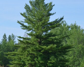 White Pine Tree 5 Bare-root