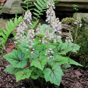 May include: A cluster of white flowers with delicate petals bloom on tall stems, surrounded by lush green leaves with burgundy undersides. The plant is growing in a garden setting.