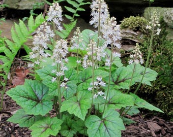Foamflowers Tiarella Cordifolia Bare-root/Bulbs