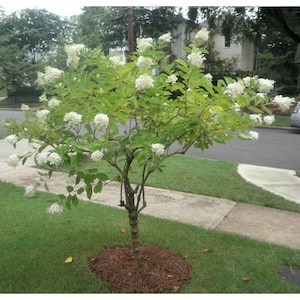 May include: A white flowering tree with a single trunk and multiple branches. The tree is in a residential yard with green grass and a sidewalk.