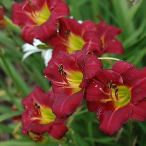 Puede incluir: Primer plano de vibrantes flores de lirio de d&iacute;a rojas con centros amarillos y follaje verde. Los p&eacute;talos son de un color burdeos intenso, con una textura arrugada. Las flores est&aacute;n en plena floraci&oacute;n, mostrando sus intrincados detalles.
