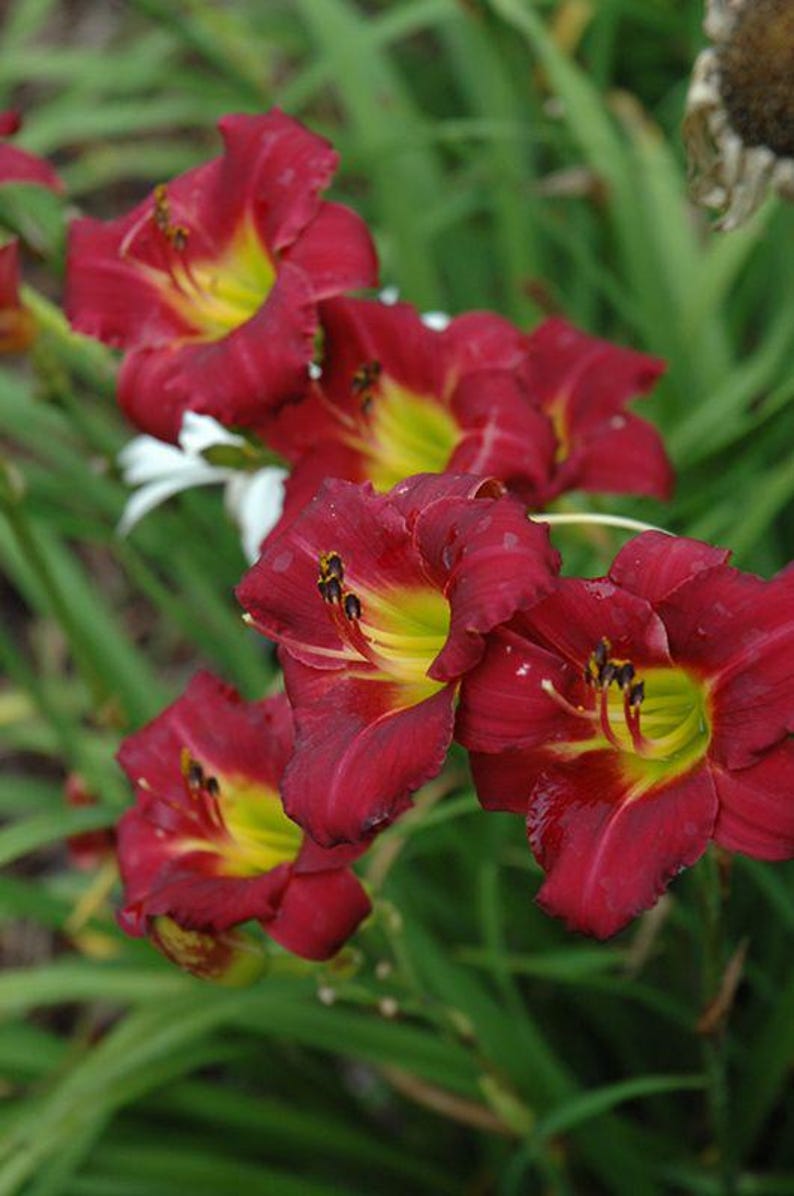 Puede incluir: Primer plano de vibrantes flores de lirio de d&iacute;a rojas con centros amarillos y follaje verde. Los p&eacute;talos son de un color burdeos intenso, con una textura arrugada. Las flores est&aacute;n en plena floraci&oacute;n, mostrando sus intrincados detalles.