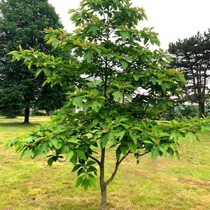 May include: A young green tree with a single trunk and multiple branches growing in a grassy field. The tree has a triangular shape with a wide base and a narrow top.
