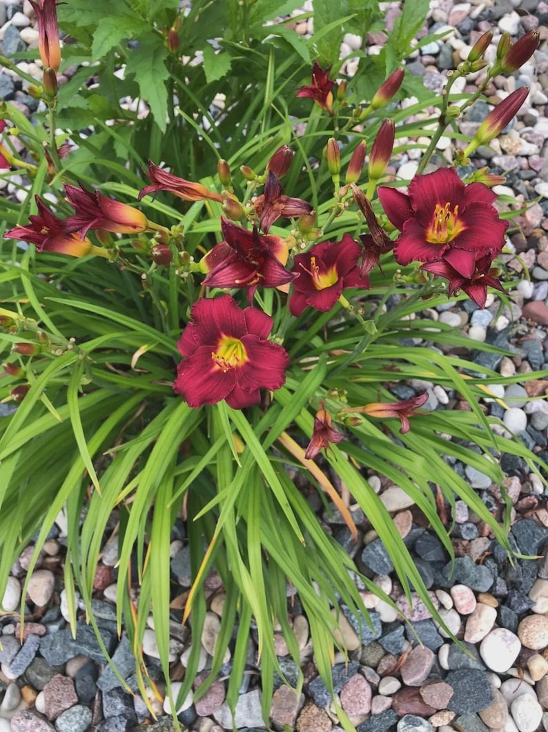 Puede incluir: Primer plano de lirios de d&iacute;a borgo&ntilde;a vibrantes con centros amarillos y hojas largas y verdes. Las flores est&aacute;n en plena floraci&oacute;n, rodeadas de capullos sin abrir. La planta est&aacute; sobre un fondo de peque&ntilde;as piedras multicolores.