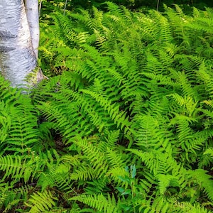 HAY SCENTED FERN-Bare-root  (Dennstaedita Punctilobula)