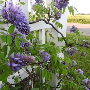 May include: Purple wisteria flowers blooming on a white picket fence. The flowers are in full bloom and are a beautiful shade of purple. The fence is made of white wood and has a traditional picket design.