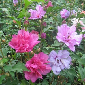 May include: A close-up of a bush with pink, purple, and lavender flowers. The flowers are in various stages of bloom, with some fully open and others still in bud.