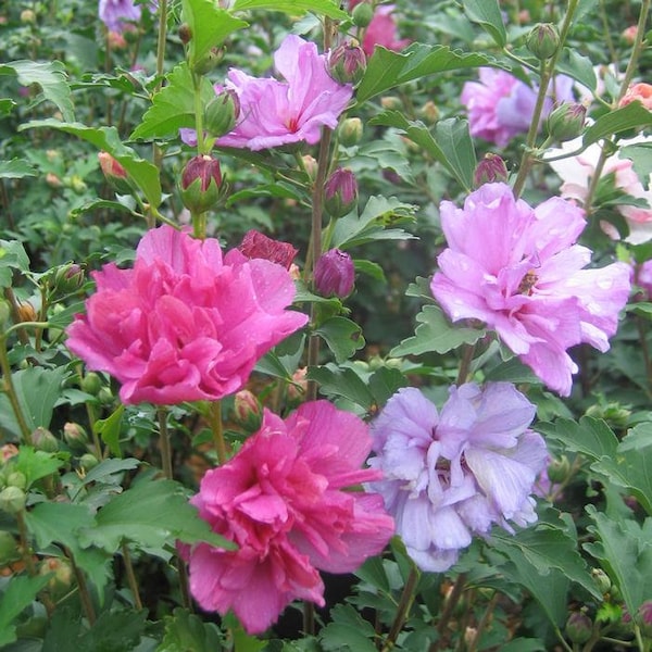 Altea Rose Of Sharon  In 2.5 In Pot 6-12 in Height Tall
