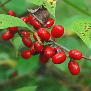 May include: A close-up of a branch of a plant with bright red berries. The berries are clustered together and are surrounded by green leaves.