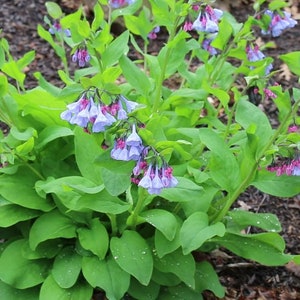May include: A close-up of a cluster of blue and pink flowers with green leaves. The flowers are in bloom and have a delicate, bell-shaped appearance. The plant is growing in a garden setting.