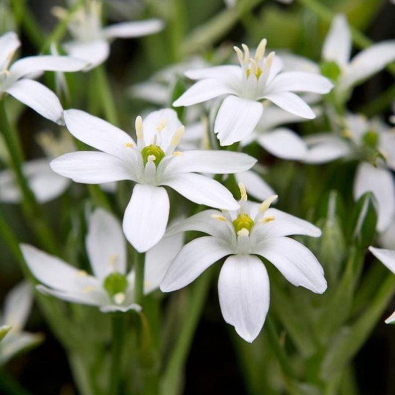 TownCreekNursery Star of Bethlehem Bulbs - Thumbnail 3