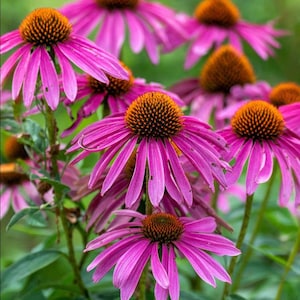 May include: A close-up of a cluster of pink coneflowers in bloom. The flowers have a central cone-shaped head surrounded by petals. The flowers are in focus, while the background is blurred.