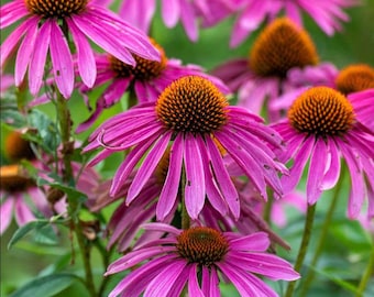 50 por paquete Equinácea púrpura Kim's Knee High Equinácea de raíz desnuda