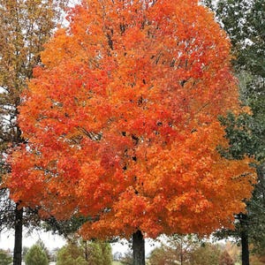 May include: A large, mature tree with vibrant orange and red leaves in the fall. The tree is in a park setting with other trees in the background.