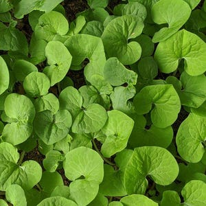 Wild Ginger (Asarum Canadense) | Bare-root