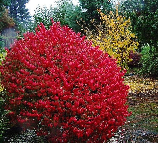 Burning Bush Bare-root (euonymus Alatus Compacta) - Etsy