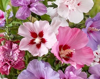 Althea Hibiscus