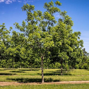 Hardy Pecan  (Carya illinoinensis) Tree 3.5 in Pot 18-24&#39;&#39; Height
