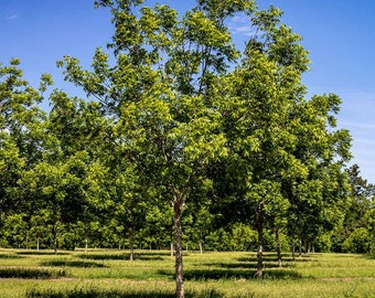 2 Hardy Pecan Tree  (Carya illinoinensis)  Bare-root