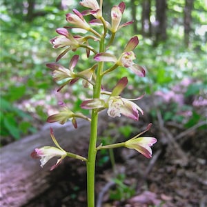 May include: A white ceramic mug with a black handle and the text "But First, Coffee" in a black, bold font. The mug is on a white surface.