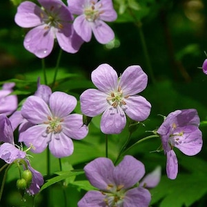 Wild Geranium (Geranium Canadense) | Bulbs