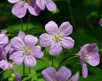 Wild Geranium (Geranium Canadense) | Bulbs