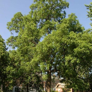 May include: A tall tree with a thick, brown trunk and a full canopy of green leaves. The tree is set against a clear blue sky, with glimpses of buildings in the background. The scene is outdoors, likely in a park or garden.