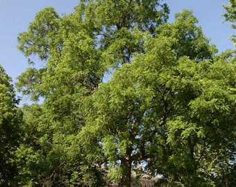 2 Black Walnut Tree: Bare-Root / Eastern American