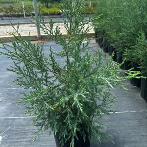 May include: A young evergreen conifer plant with needle-like, blue-green foliage growing in a black plastic nursery pot. The plant features a central stem with multiple spreading branches, displaying a dense, textured appearance throughout.