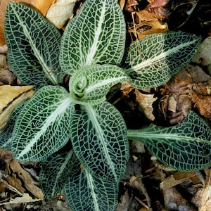Rattlesnake Orchid (Goodyera oblongifolia) | Bare-root