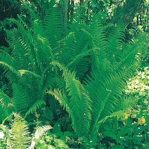 Lady Fern-Bare-root  (Ostrich Fer,Athyrium filix–femina)