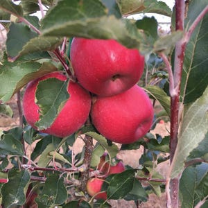 Pink Lady Apple Fruit Tree Gallon Pot 2&#39; Feet Heigh