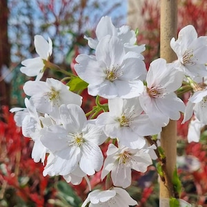 May include: A close-up of a white cherry blossom tree in bloom. The flowers are delicate and have a soft, white appearance. The tree is in full bloom, with many flowers covering the branches.