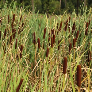 May include: A field of tall green reeds with brown cattail heads. The cattails are in various stages of growth, some are fully formed and others are still developing.