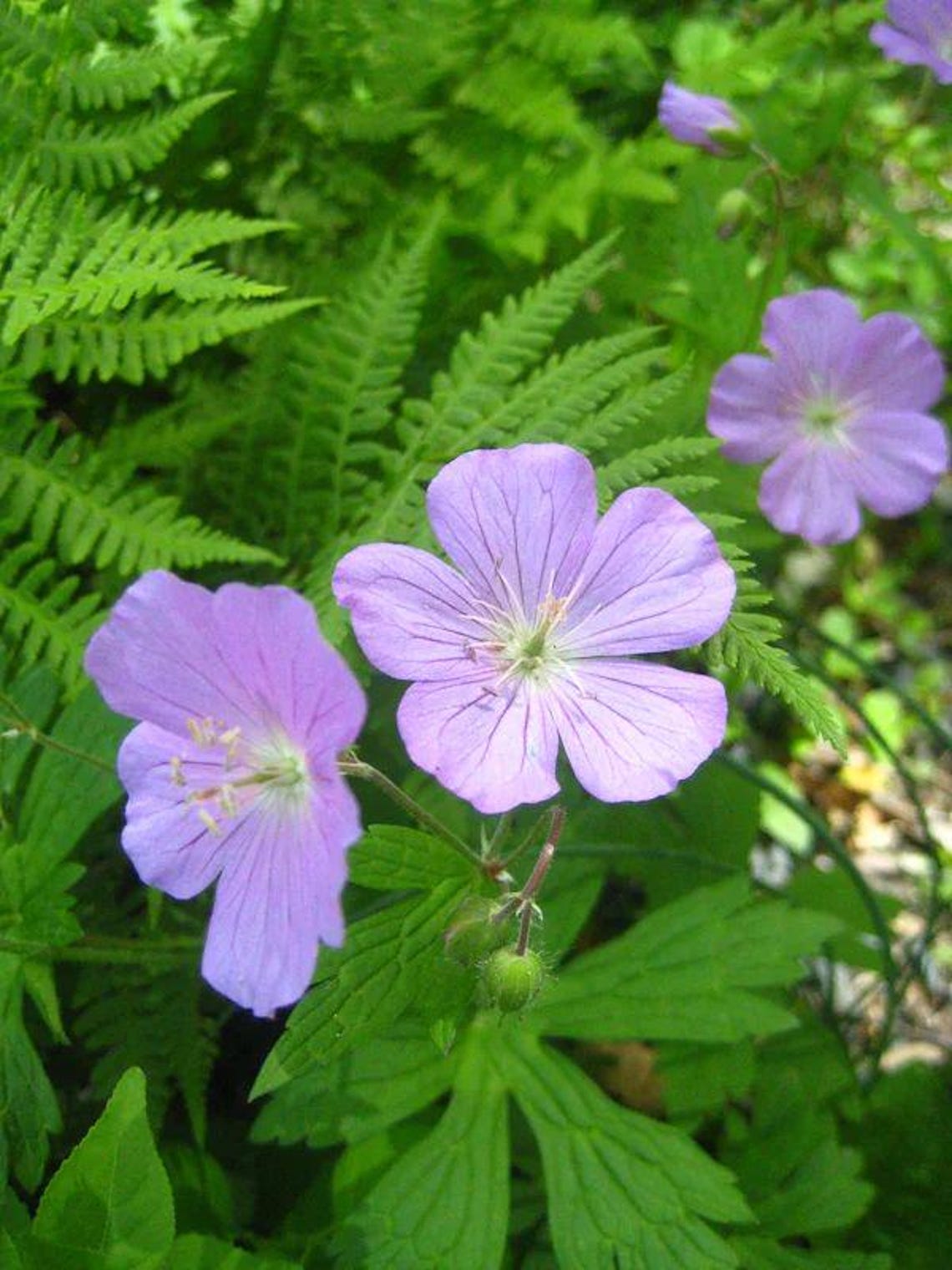 Wild Geranium (geranium Canadense) | Bulbs - Etsy