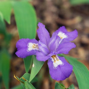 May include: A close-up of a purple iris flower with white markings on the petals. The flower is in focus, while the green leaves and brown background are blurred.