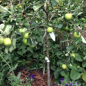 Granny Smith Apple  Fruit Tree  Gallon Pot 2-3 Feet Heigh