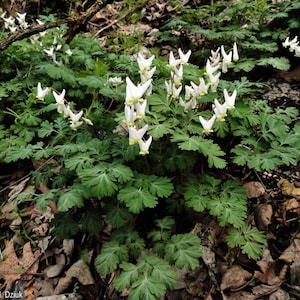 May include: A cluster of white bleeding heart flowers with green leaves growing in a forest setting.