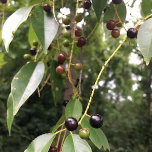 May include: Close-up of a tree branch with green leaves and clusters of small, round berries. The berries range in color from green to deep purple, suggesting varying stages of ripeness. The background is a soft blur of green foliage.