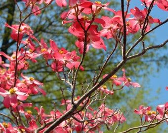 Red Dogwood (Cherokee Chief)  Bare-root