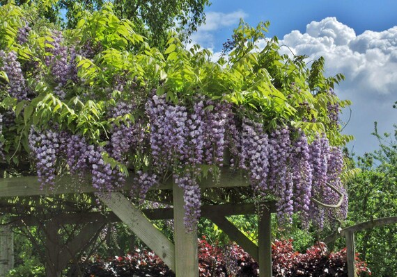Amethyst Falls (chinese Wisteria) 3.5 in Pot 8-15 Hht. Buy Two Get