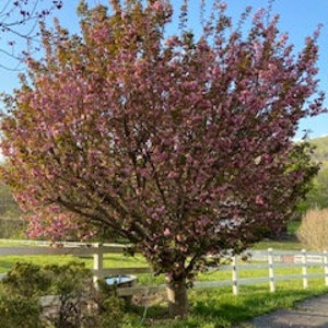 Kwanzan  Cherry Tree Bare-root